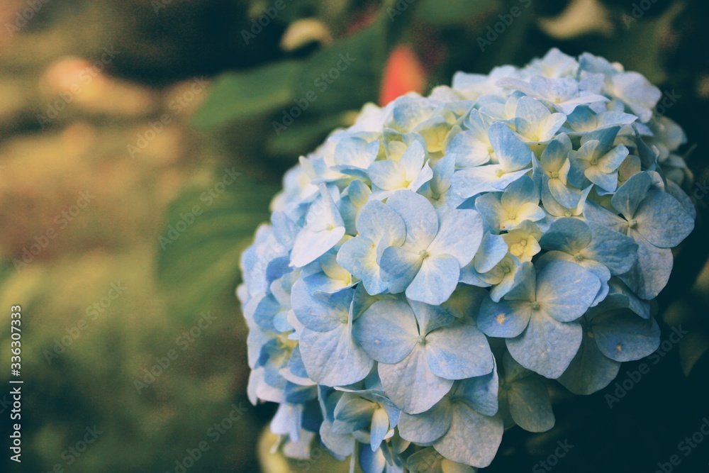 Wall mural blue hydrangea flower