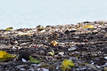 A little bird eating fruit on a beach