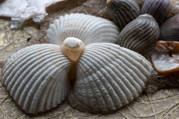 Beautiful shells washed up at sea