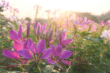Pink Cleome hassleriana flower in the garden Species of Cleome are commonly known as spider flowers