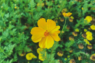 Obraz premium Yellow cosmos garden flower . Cosmos Bipinnatus.