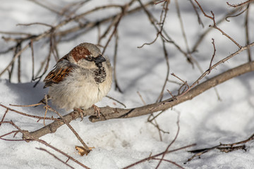 Fun gray and brown sparrow sits on a branch in the park in winter on a blurred gray background