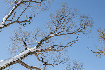 Pair of Gray pigeons with bright eyes and rainbow necks is on the tree in the park in winter