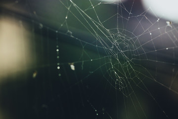 Spiderweb or cobweb outdoors on a cold rainy day. Macro photo or close up picture of a cobweb made by spider on a dark green background.