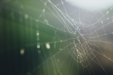 Spiderweb or cobweb outdoors on a cold rainy day. Macro photo or close up picture of a cobweb made by spider on a dark green background.