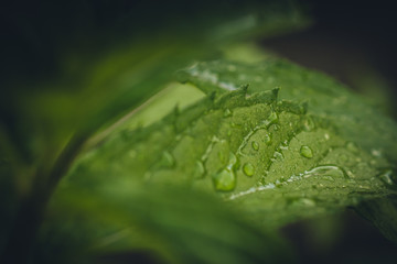 Macro or close up picture of water drops or droplets on a green leaf in the rain.