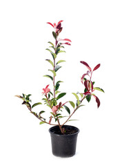 photinia in studio