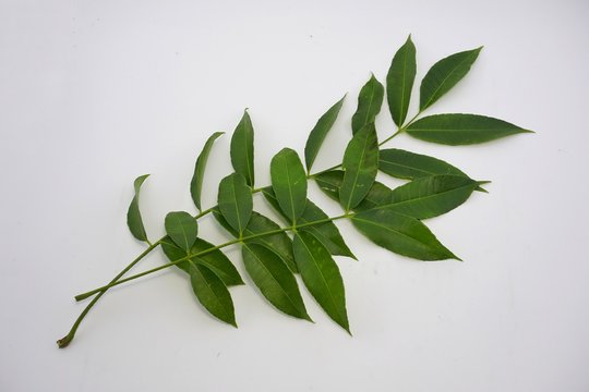 Spondias dulcis (kedondong) leaf