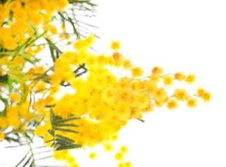 Fototapeta na wymiar flowers of mimosa
