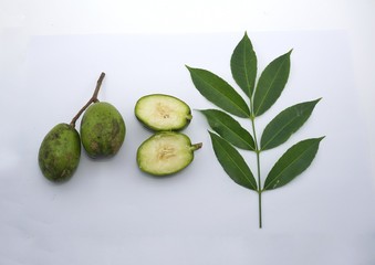 Spondias dulcis (kedondong)