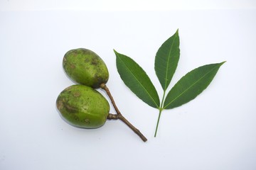 Spondias dulcis (kedondong)