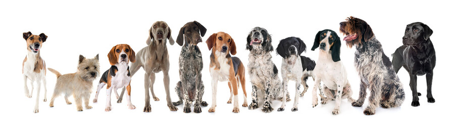hunting dogs in studio