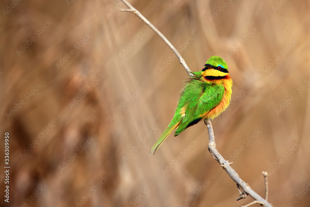 Wall mural the little bee-eater (merops pusillus) sitting on a branch with brown background. small green bee-ea