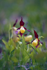 Cypripedium calceolus is a lady's-slipper orchid, two flowers and  more behind them