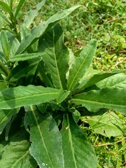 Sonchus Arvensis (Perennial sow, field milk thistle, field sowthistle, perennial sow-thistle, corn sow thistle, dindle, gutweed, swine thistle, tree sow thistle). Beneficial for wounds, cancer, cough.