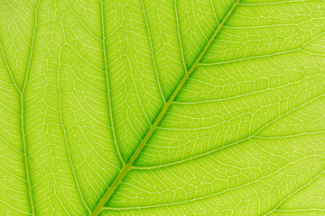Natural green leaf background with light behind for graphic design