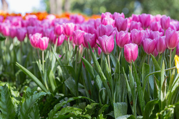 Colorful tulips grow and bloom in close proximity to one another in flower garden