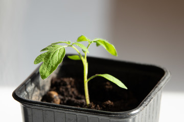 Young tomato plants growing out of soil