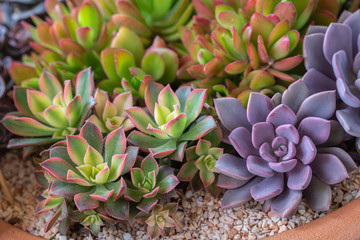 Succulents or cactus in desert botanical garden for decoration and agriculture design