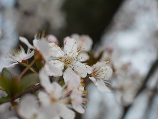 BLOSSOM 1