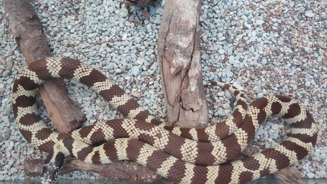 snake in the sand