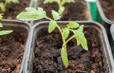 Young tomato plants growing out of soil