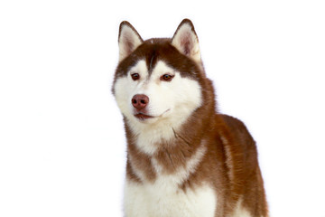 Siberian Husky dog copper and white colours front view portrait with white background.