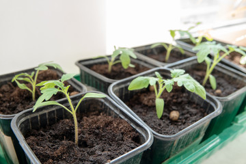 Young tomato plants growing out of soil
