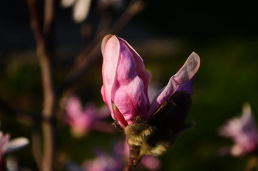 Loebner Magnolia pink flower on the branch