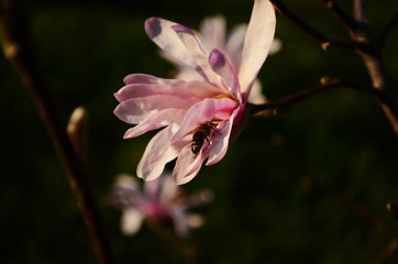 Obraz premium Loebner Magnolia pink flower on the branch