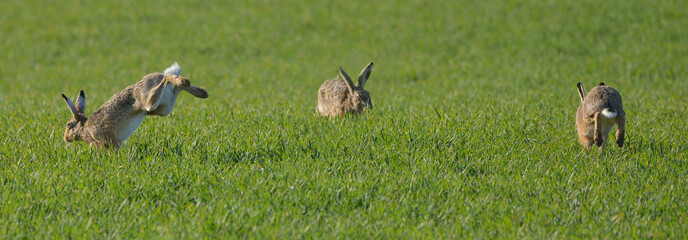 drei Feldhasen © Rebel