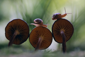 snail on Fungus © abdul gapur dayak
