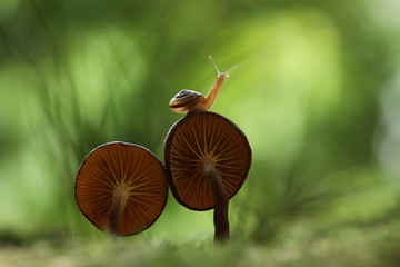snail on fungus