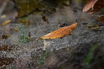 Water beats from water tears on spider web detail