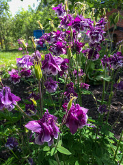 Fototapeta premium Lilac flowers in the garden at the apiary
