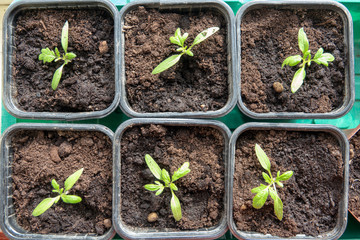 Young tomato plants growing out of soil