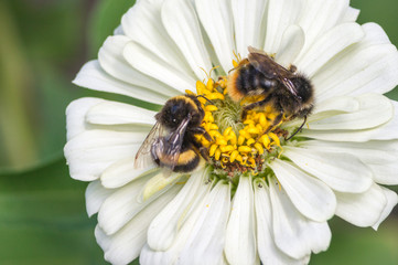 Cynthia and the bees in the garden