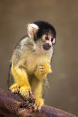 Squirrel monkey sitting, captivity