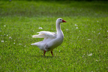 Naklejka na ściany i meble white goose on the grass