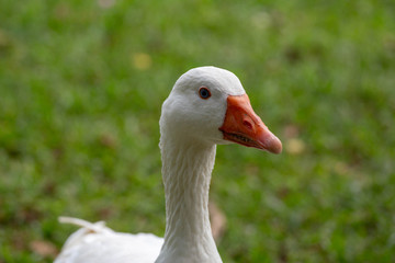 white goose on green grass