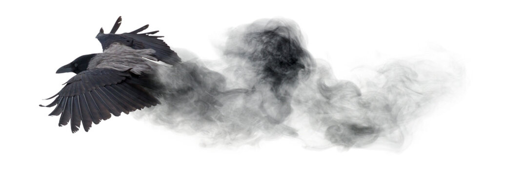 crow flying from dark smoke isolated on white