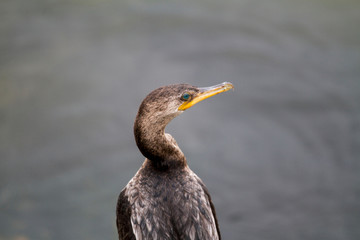 duck in the water