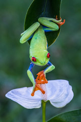 Red-eyed Tree Frog, Agalychnis callidryas, sitting on the green leave in tropical forest in Costa Rica.