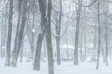 
Snowfall in the park in December