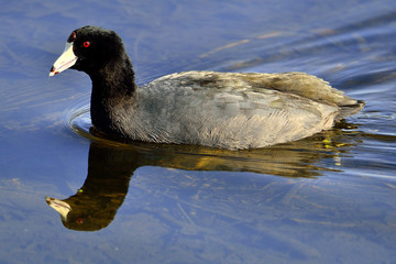 American coot