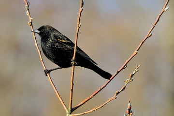 Blackbird perching