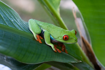 Red-eyed Tree Frog, Agalychnis callidryas, sitting on the green leave in tropical forest in Costa Rica.