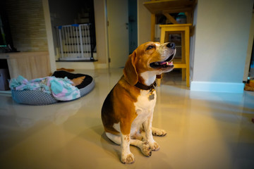 The beagle dog sitting on floor at home, near dog bed,dog open mouth and tongue out look at something.