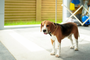 The beagle standing in home yard area green grass and fence background.Dog open mouth look at...