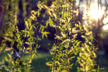 Naklejka premium Weeping willow tree foliage against sun. Natural spring background. Shallow depth of field